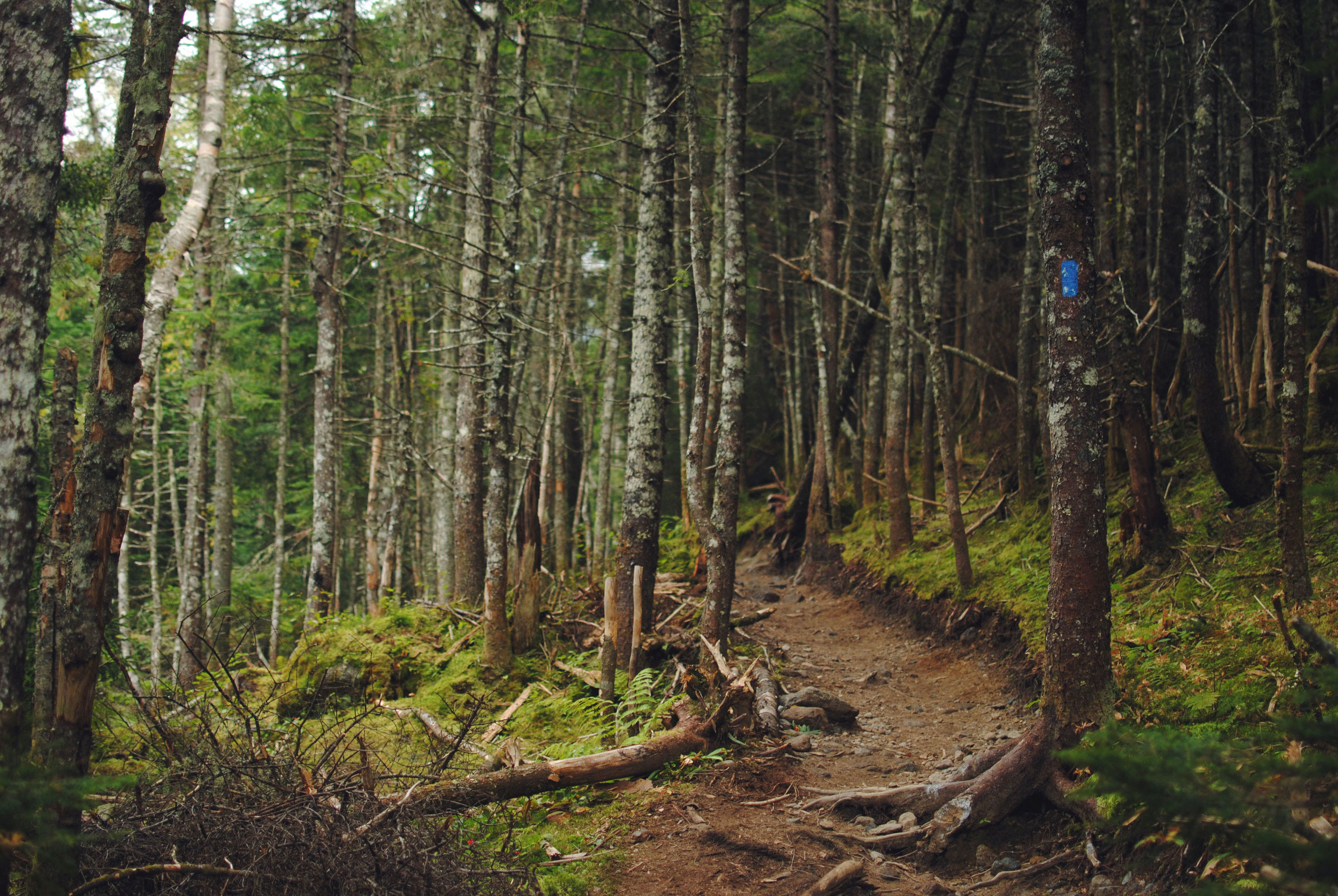 Forest trail through the White Mountains near Pinetop